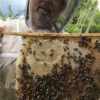 herbert-bienen Bodensee Biohonig im Naturwabenbau 800 gr - Neue Ernte 2025!